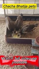 peacock eating eggs