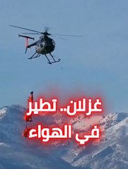 غزلان طائرة في سماء ولاية امريكية