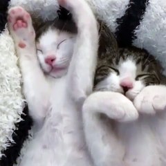 Cats relaxing and sleeping