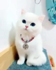 Beautiful and adorable cats