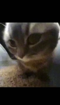 Chipi chipi chapa chapa dubi dubi daba daba