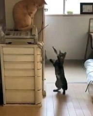 Two cats jokung with each other