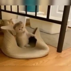 A cat falls down by watching his brothers play