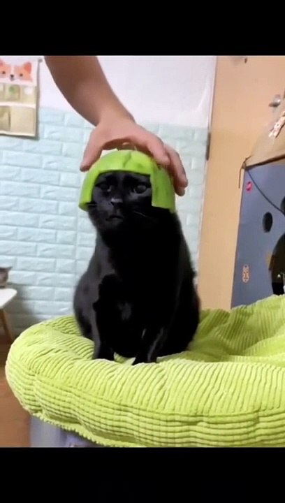Funny_Animal_Videos_2022__Best_Dogs_And_Cats_Videos__#_55(480p)