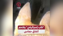 كلب إسرائيلي يقتحم أنفاق حماس