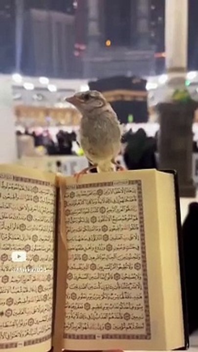 قرآن كريم 