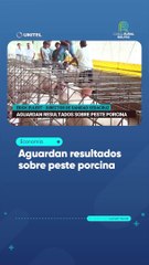 Aguardan resultados sobre peste porcina