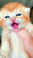 #shorts cat meme & kitten ( tik tok video ] - funny cats meow baby cute compilation [ cat cash home