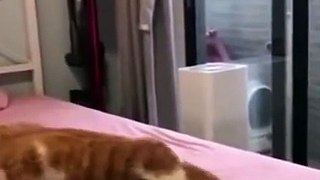 Funniest Cat And Dogs  Funny Animal Videos 2022 #2