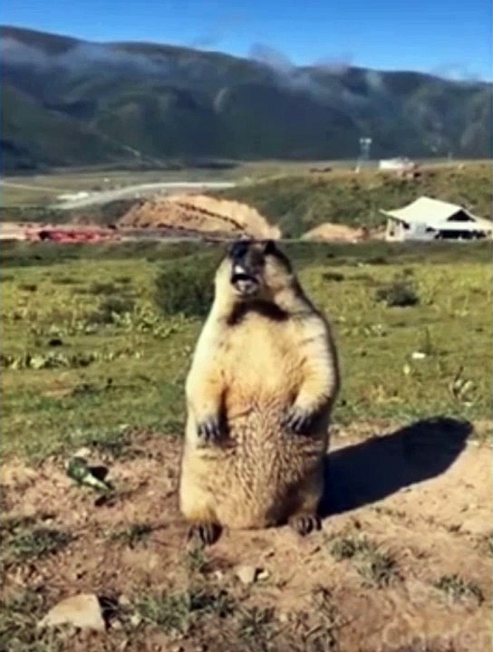 Funny animals