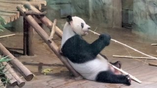 Cute Panda and Other Animals at Shenzhen Safari Park