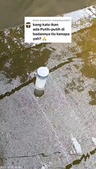 Penyebab Ikan lele kena penyakit bintik putih dan berjamur