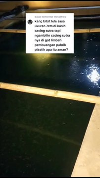 Begini imbasnya jika bibit lele ukuran 3-4cm keatas masih diberi cacing sutera