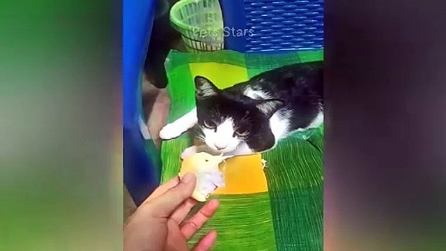 ytshortsindia morsomt haha ​​​​#cutebaby#comdy #comedys #babs#comedyshorts#cuteanimalsytshortsindia#ytshortsindia 有趣哈哈#cutebaby #comdycomedys #ba#comedyshorts #cuteanimals#ytshortsindia#ytshortsindiaمضكههههه#cutdy #comedys #babs#comedyshorts#cuteanimals#y