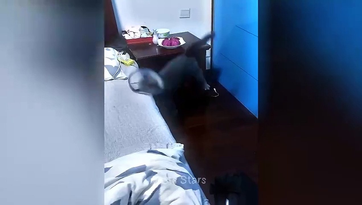 ytshortsindia morsomt haha ​​​​#cutebaby#comdy #comedys #babs#comedyshorts#cuteanimalsytshortsindia#ytshortsindia 有趣哈哈#cutebaby #comdycomedys #ba#comedyshorts #cuteanimals#ytshortsindia#ytshortsindiaمضكههههه#cutdy #comedys #babs#comedyshorts#cuteanimals#y