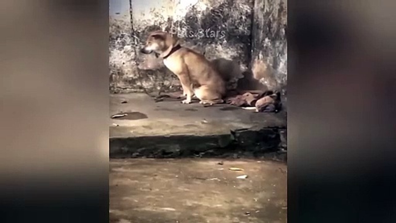 B5#ytshortsindia morsomt هههههه​​#cutebaby#comdy #comedys #babs#comedyshorts#cuteanimalsytshortsindia#ytshortsindia 有趣哈哈#cutebaby #comdycomedys #ba#comedyshorts #cuteanimals#ytshortsindia#ytshortsindiam ضكههههه#cutdy #comedys #babs#comedyshorts#cuteanimal