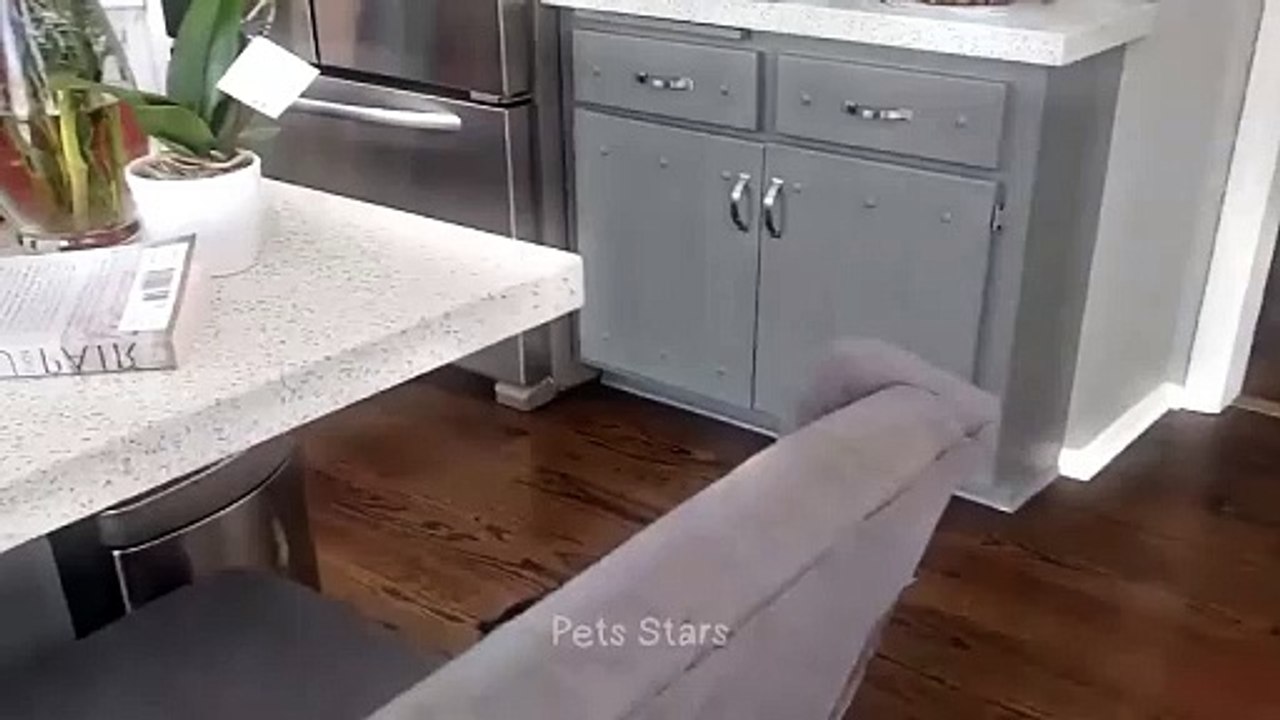 x#ytshortsindia morsomt هههههه​​#cutebaby#comdy #comedys #babs#comedyshorts#cuteanimalsytshortsindia#ytshortsindia 有趣哈哈#cutebaby #comdycomedys #ba#comedyshorts #cuteanimals#ytshortsindia#ytshortsindiam ضكههههه#cutdy #comedys #babs#comedyshorts#cuteanimals