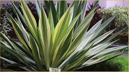 Visual Symphony of Flora _ World of Blooms _ Essence of Kaivalyadhama #kdham100