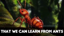 Wisdom Of The Ants - Best Motivational Story