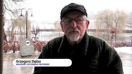 Jak właściwie dokarmiać ptaki w sezonie zimowym