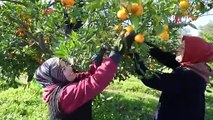 Balıkesir'de hasadı başladı, kokusuyla ve enfes lezzetiyle ön plana çıkıyor: Tam bir C vitamini zengini!