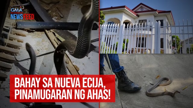 Bahay sa Nueva Ecija, pinamugaran ng ahas! | GMA Integrated Newsfeed