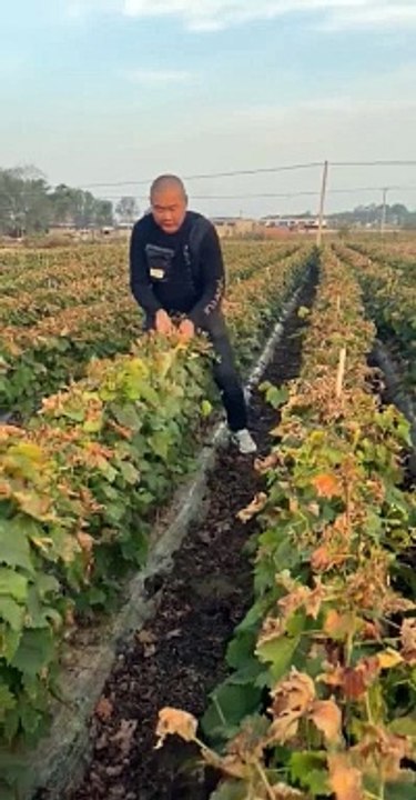 Grape leaf pruning techniques