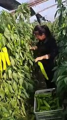 Picking yellow organic bell peppers