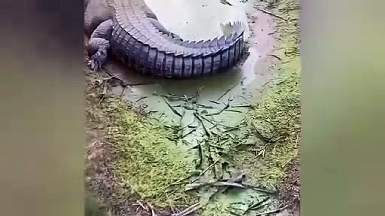 CROCODILE ATTACK