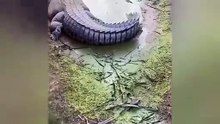 CROCODILE ATTACK
