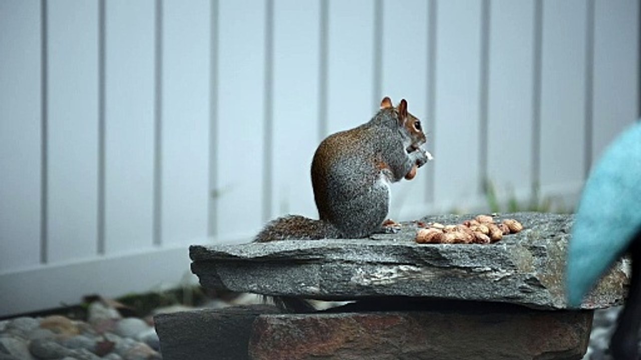 Squirrel