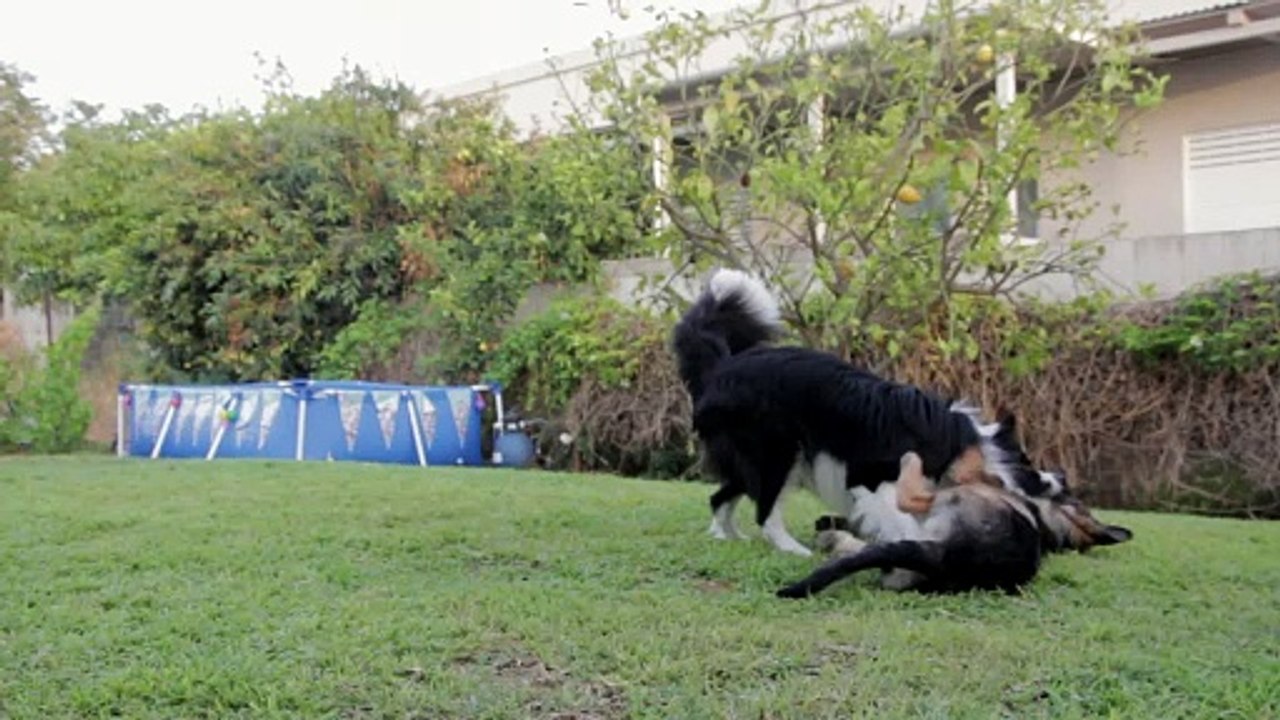 Dogs