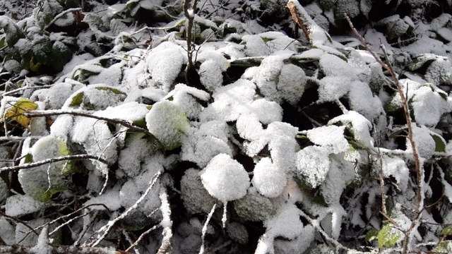 Abant Gölü Milli Parkı beyaza büründü