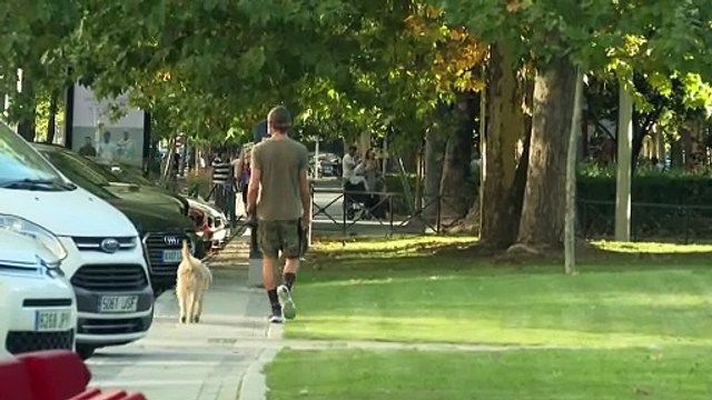 Veterinarios piden no regalar un animal estas navidades