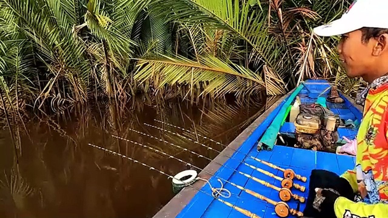 tehnik mancing udang galah pakai umpan cacing nipah dan anak udang