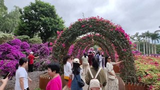 The Stunning Shenzhen Bougainvillea Flower Show is Back!