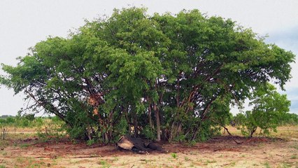 الجفاف الحاد يقتل فيلة منهكة في زيمبابوي