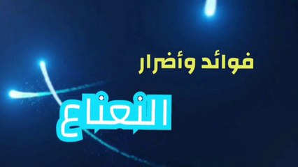 فوائد النعناع وأضراره _ وهل يضر المرأة الحامل والطفل الرضيع ؟؟؟(720P_HD)