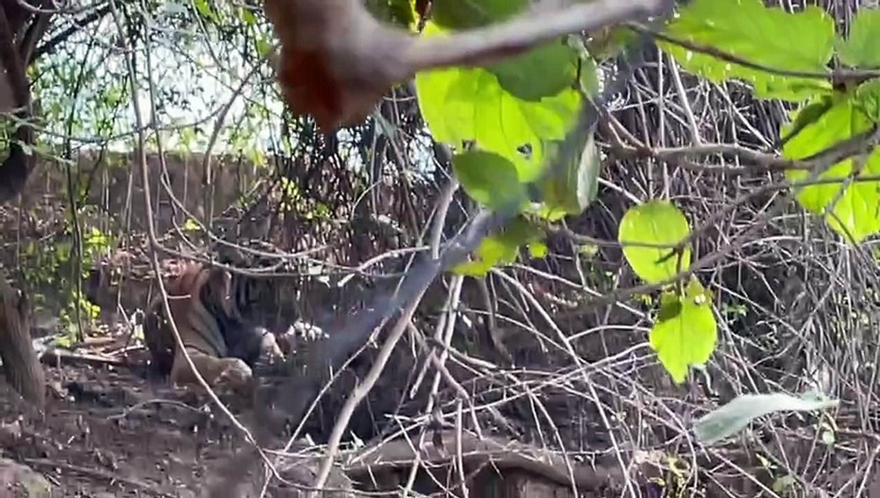 जुवाड़ गांव में घुसा बाघए ग्रामीणों में दहशत