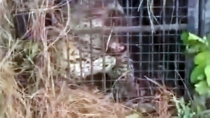 नैनीताल में दिखा अजीब खूंखार तेंदुआ