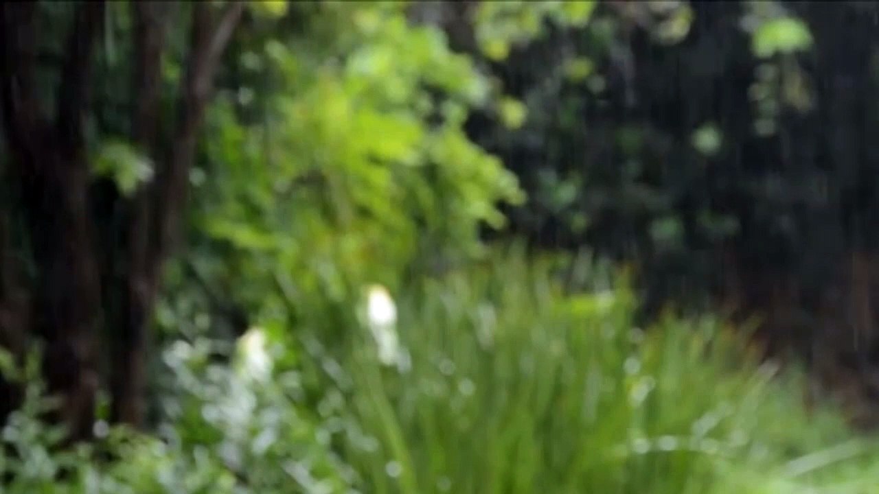 Rain Sounds for Easy sleep - Relaxing Music, Meditation Music, Fall asleep fast, Deep Sleep Music