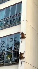 What Monkeys are doing 