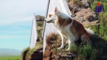 Animal life in North Iceland