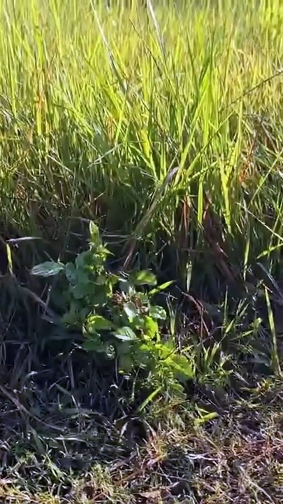 Cute and funny cat takes duckling and mother duck to catch fish. #shorts