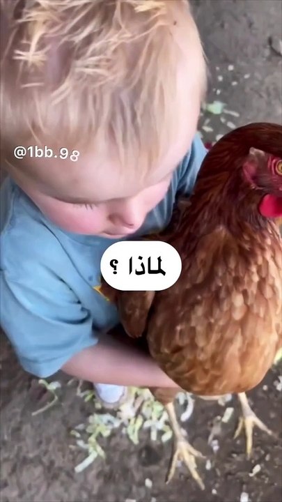 Part 25 | Cats and Christmas Trees! Funny cat videos #funnycats #funnyanimals #funnypets