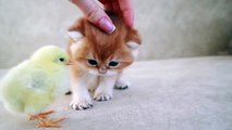 Kittens walk with a tiny chicken