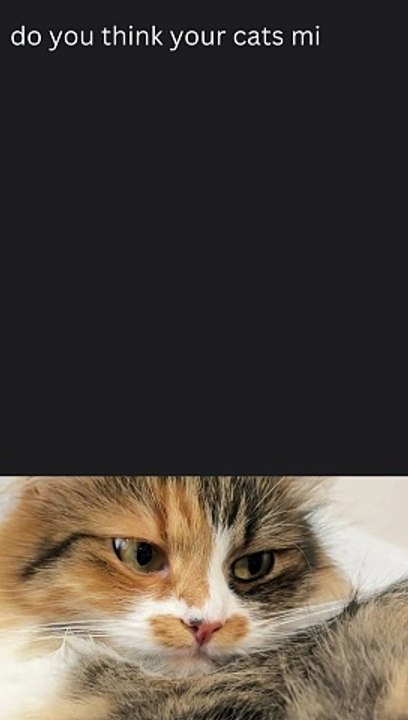 do you think your cats miss you when you're not home