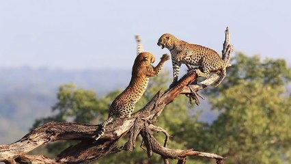ASMR "Animal Fight compilation: Fights You Won't Believe" #wildanimals