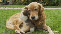 funny animal videos cats and dog, best animal videos |  funny animals cats and dogs,