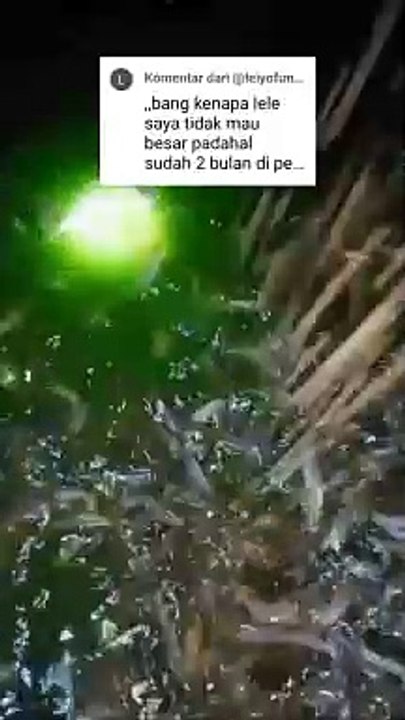 Tebar bibit ukuran 7-8cm, lama budidaya 2 bulan, kenapa ikan lele lambat tumbuh❓